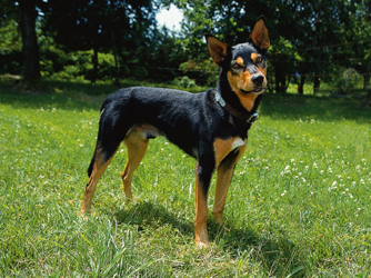 Australia Kelpie